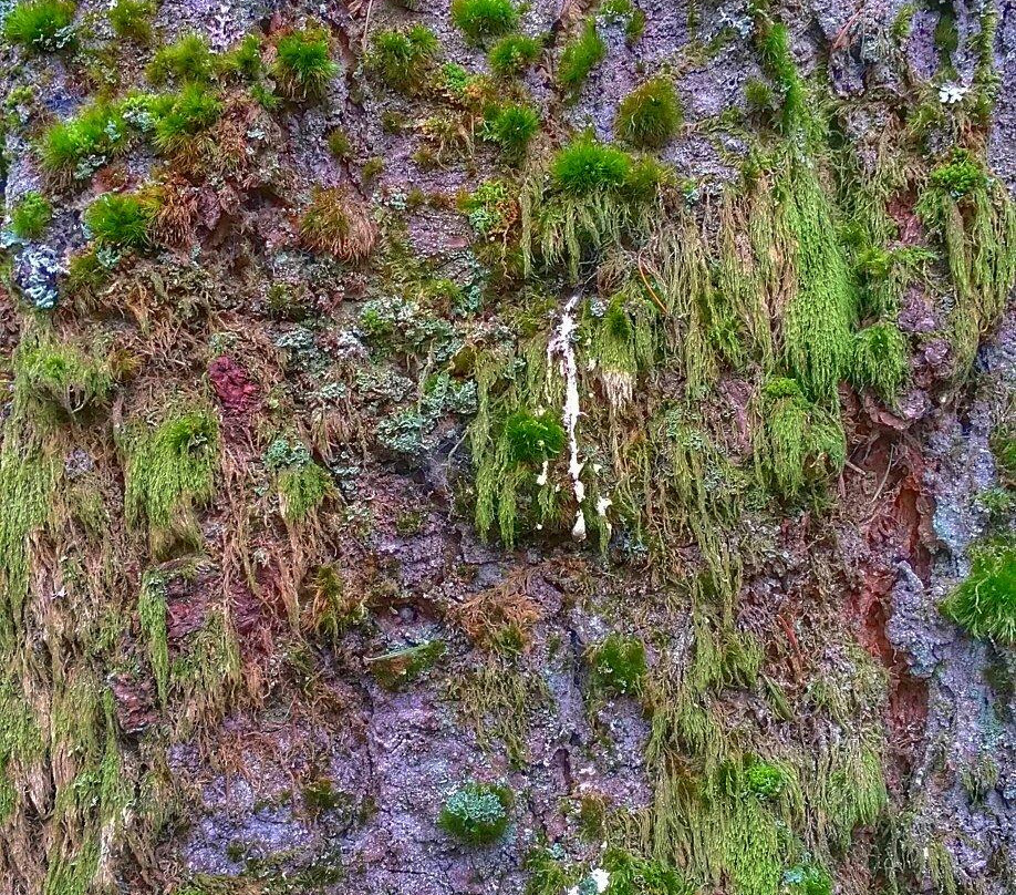 Mount Talbert Nature Park-Clackamas必去景点