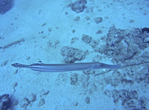 Kenavo Tropical-拉罗马纳必去景点