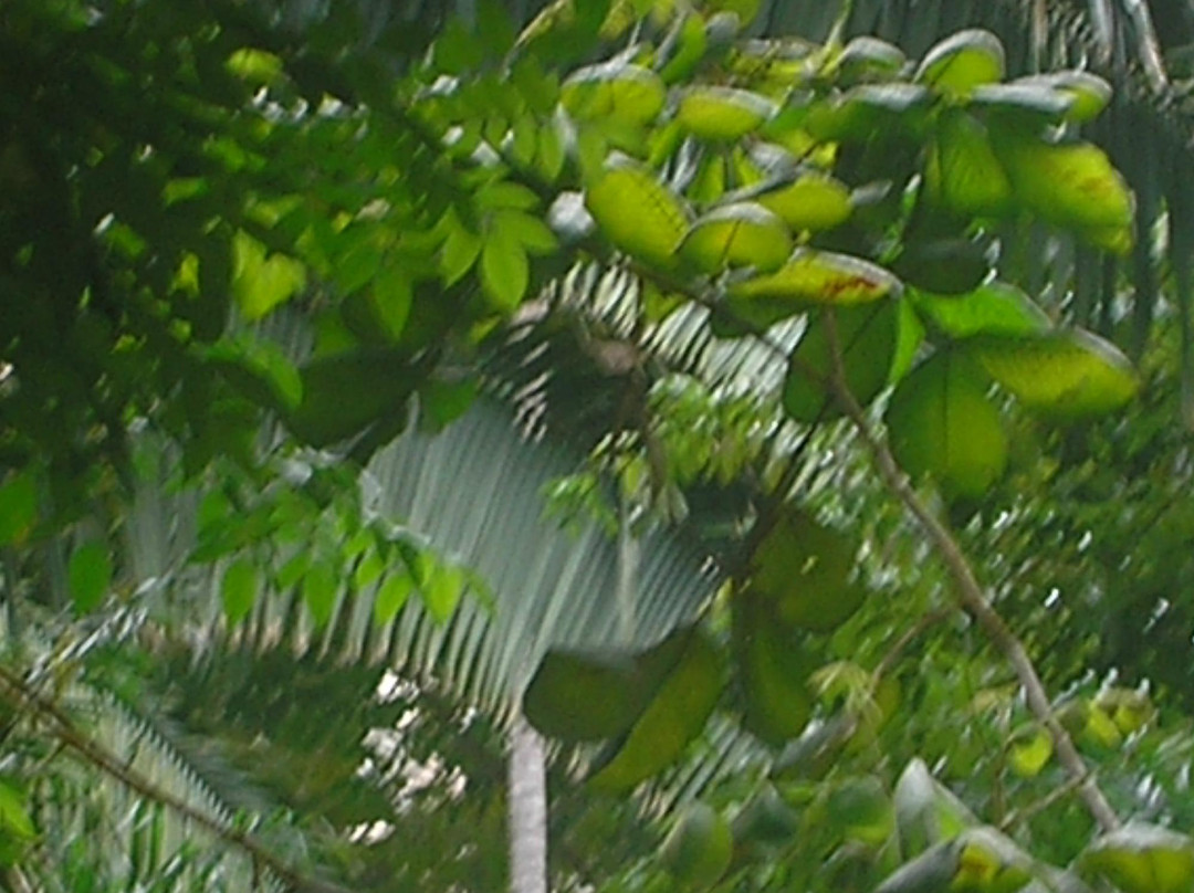 Parque Ecologico do Municipio de Belem景点图片