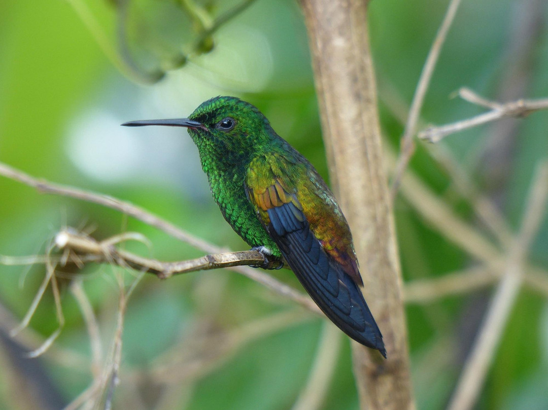 Hummingbird Gallery-Speyside必去景点