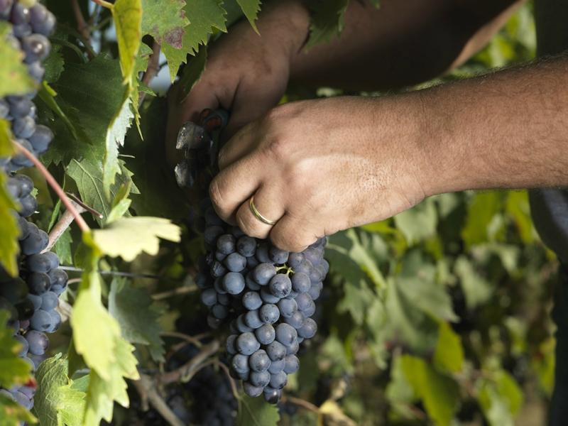 Tuscany Cook-切塔尔多必去景点