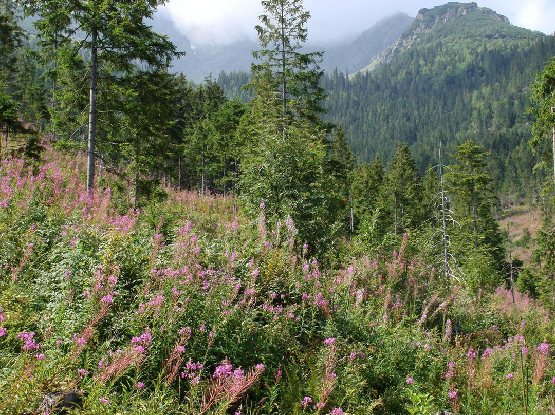 Pietrosul Rodnei Peak-Borsa必去景点
