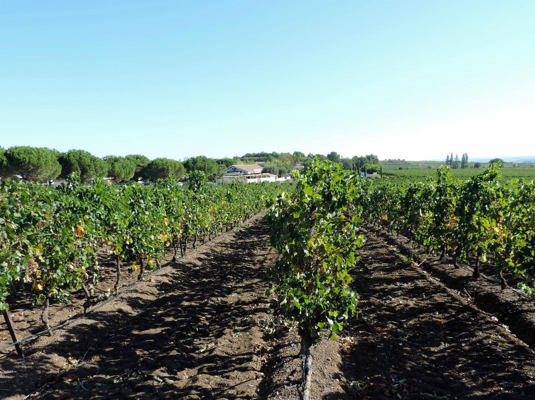 Domaine Montrose景点图片