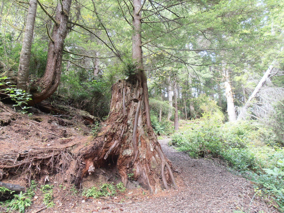 Crestline Park Woodland Trail-Waldport必去景点