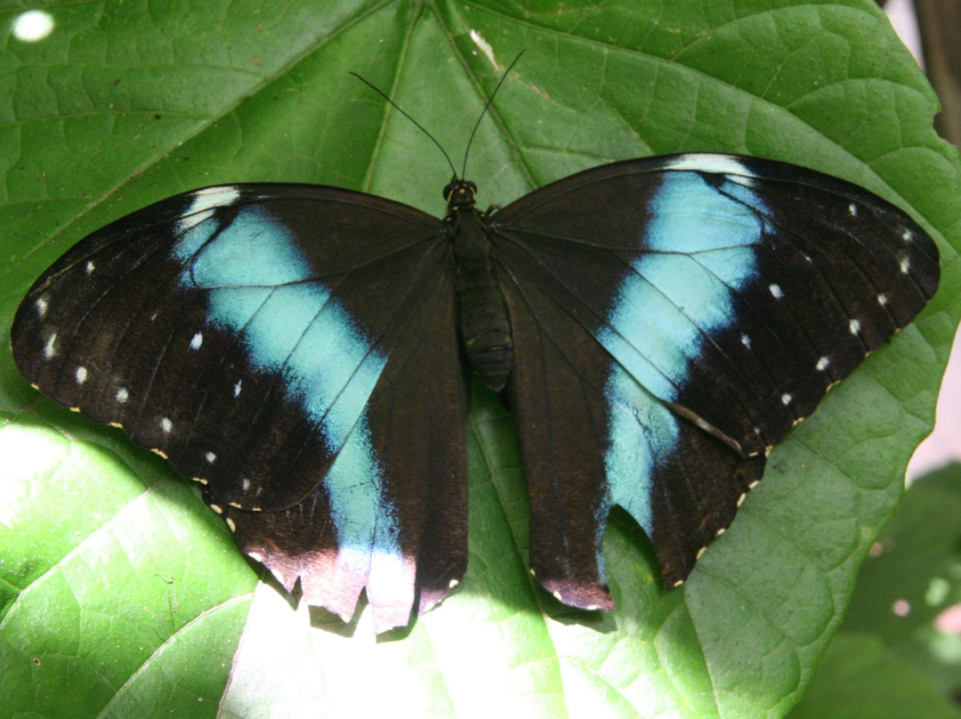 Neotropical Butterfly Park景点图片