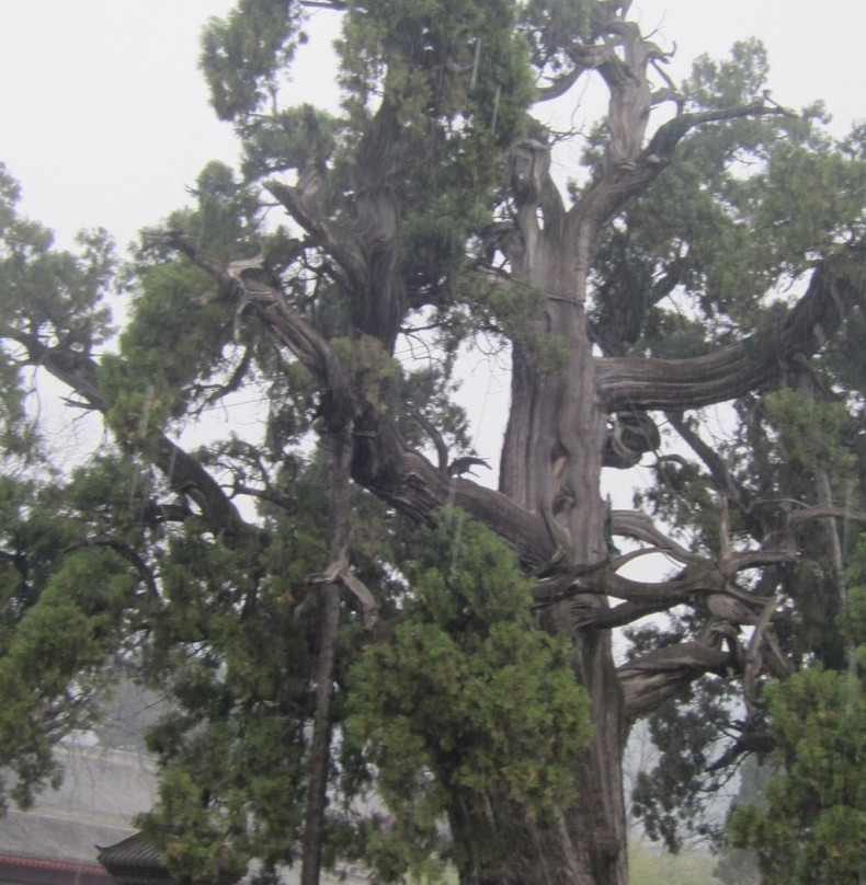 轩辕庙-延安市必去景点