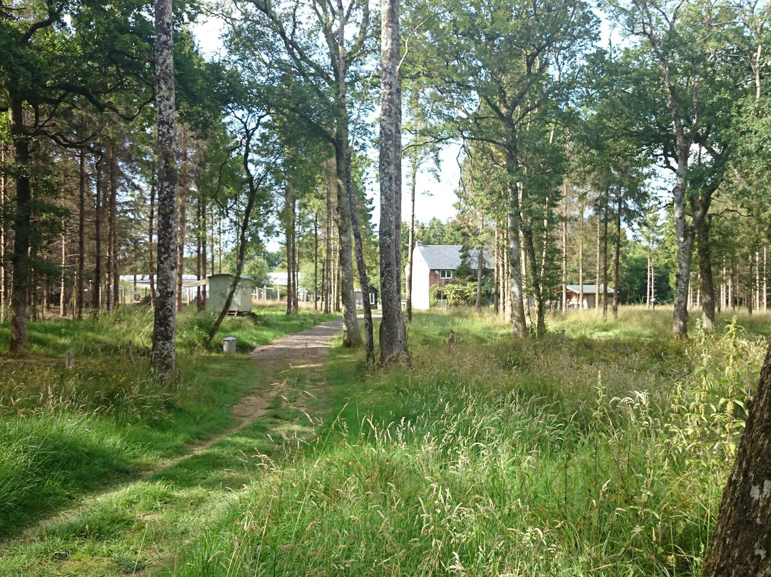 Greenfields Forest Camping