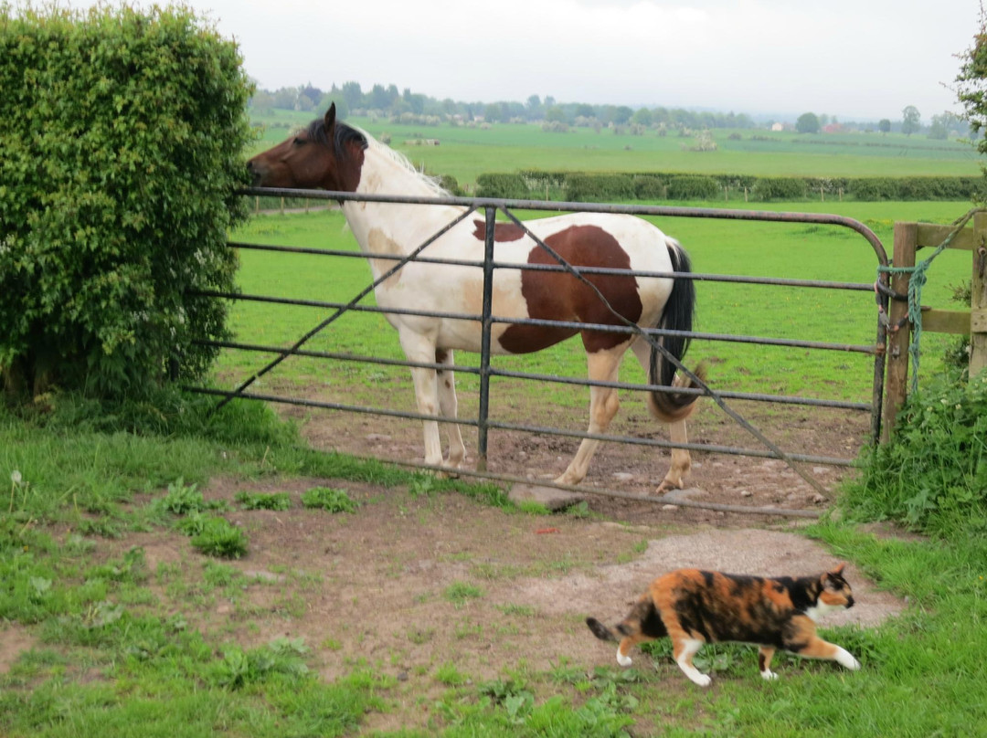 SlowSheep@theLazyFox主图