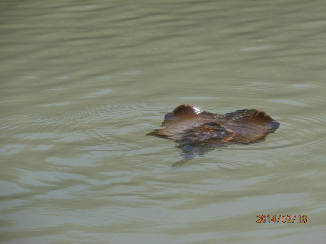 GAEA Guides - Guided Kayak Nature Tours-迈尔斯堡必去景点