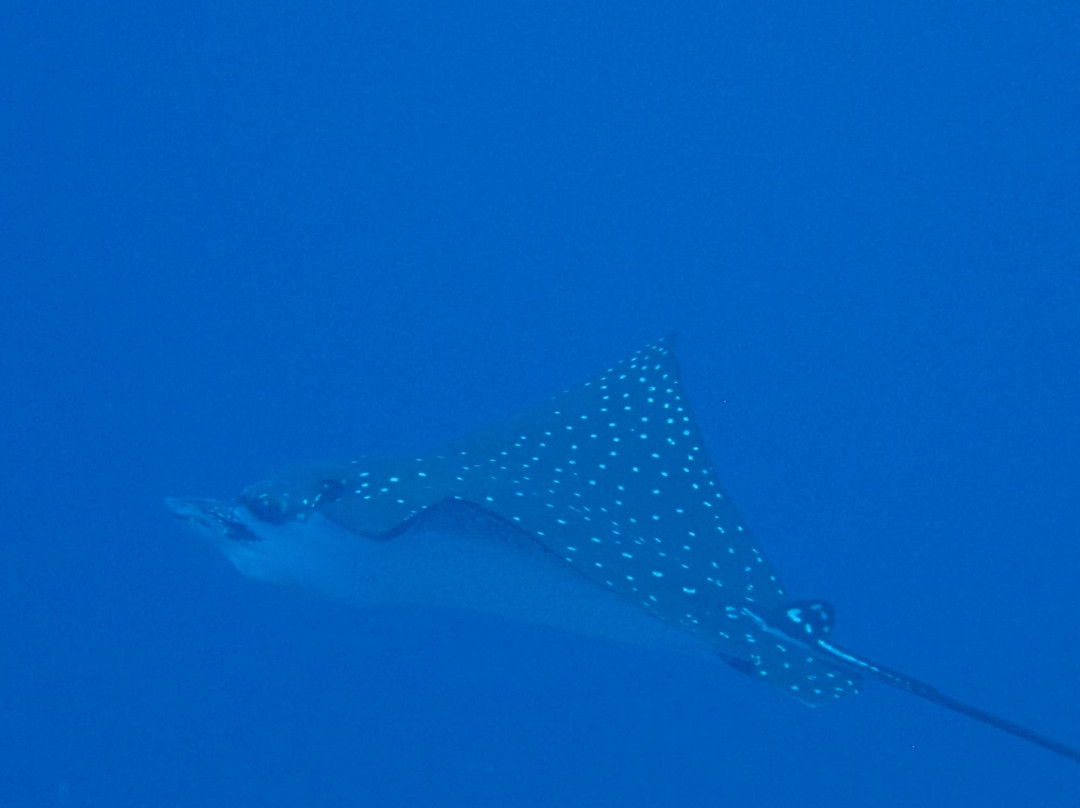 马富士潜水及水上运动-马富士岛必去景点