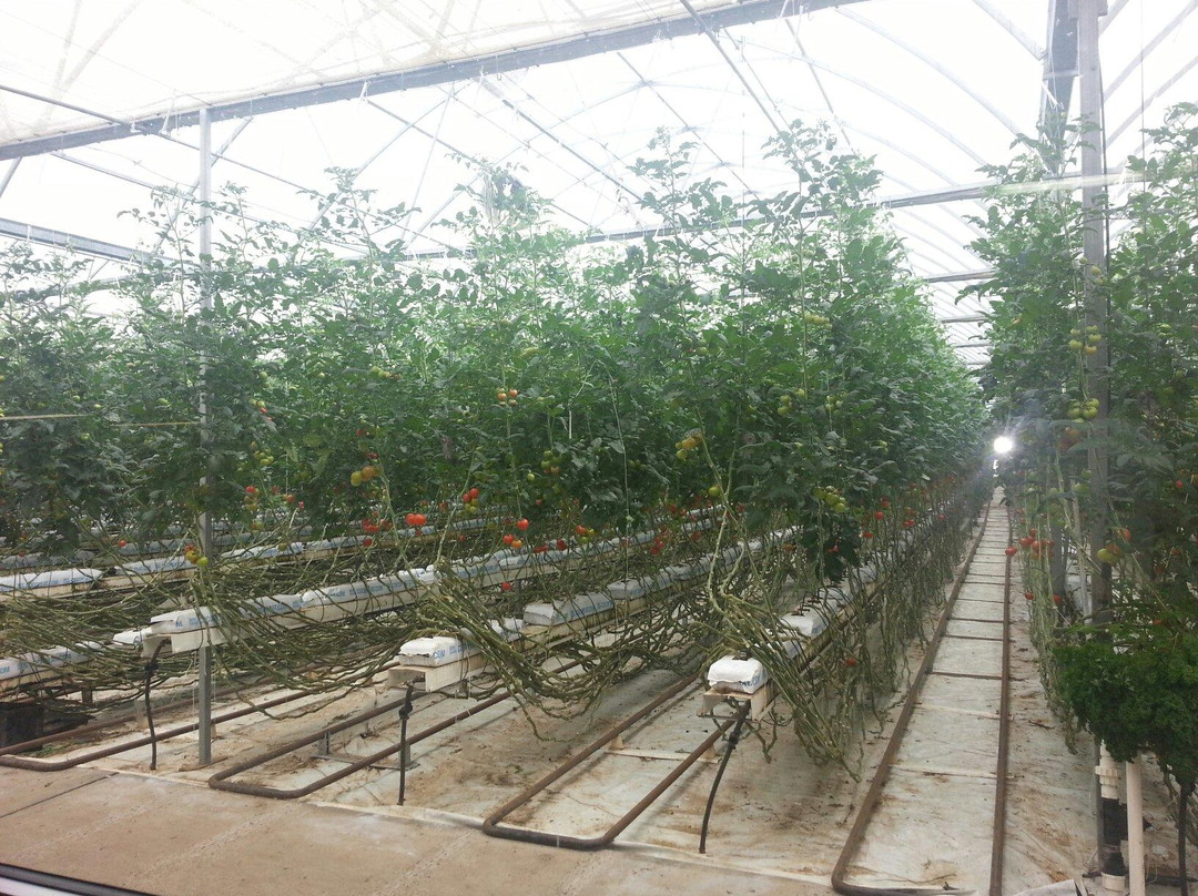 Ricardoes Tomatoes and U-Pick Strawberry Farm-麦克夸利港必去景点