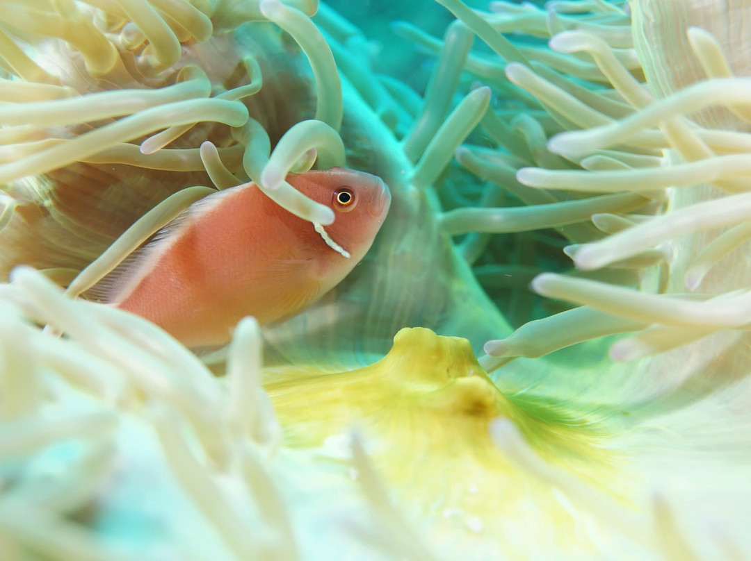 浮潜客栈景点图片