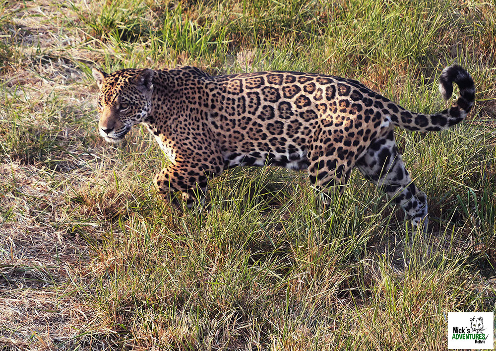 Nick's Adventures Bolivia-圣克鲁斯省必去景点