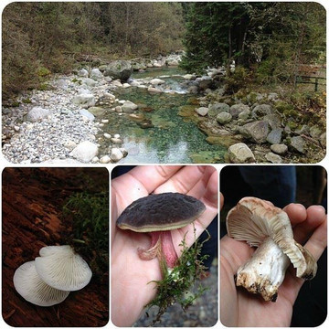 Swallow Tail-温哥华必去景点