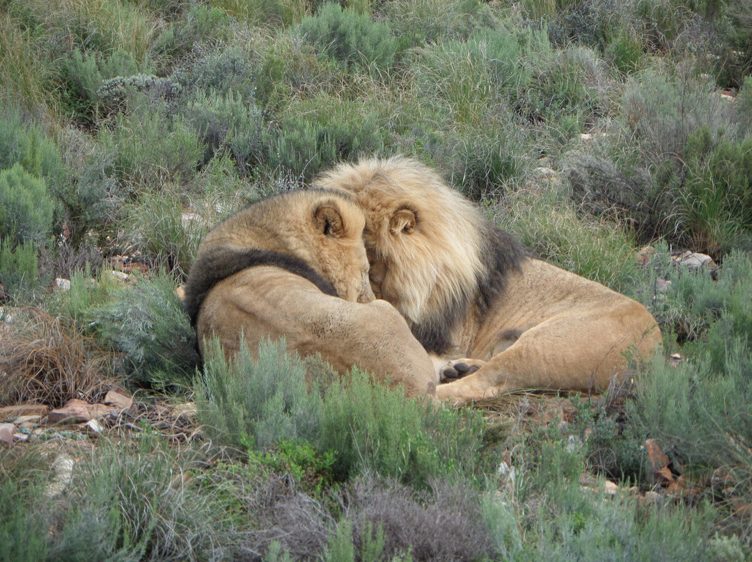 Amazing Cape Town Tours-开普敦中心区必去景点
