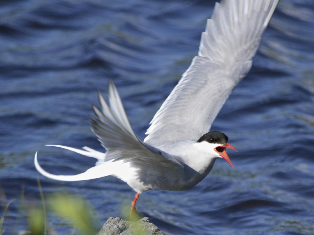 Potter Marsh Bird Sanctuary-安克雷奇必去景点
