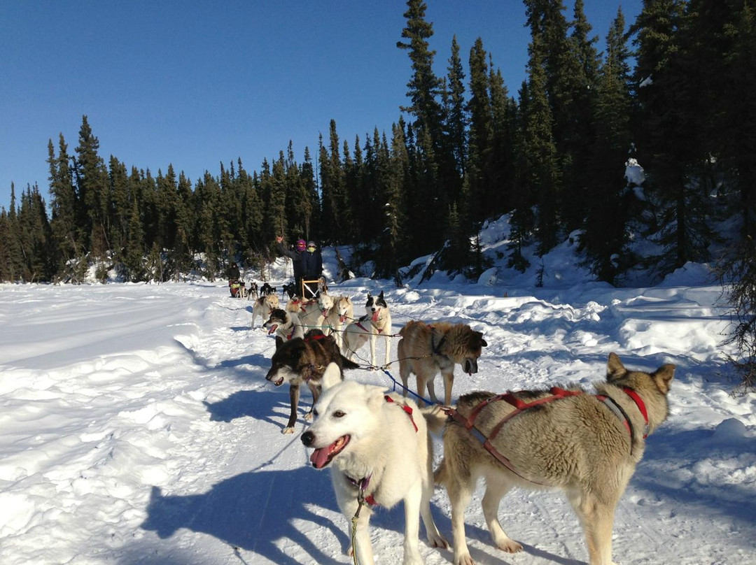 Muzzy's Place Dogsled Adventure -  Day Tours-费尔班克斯必去景点