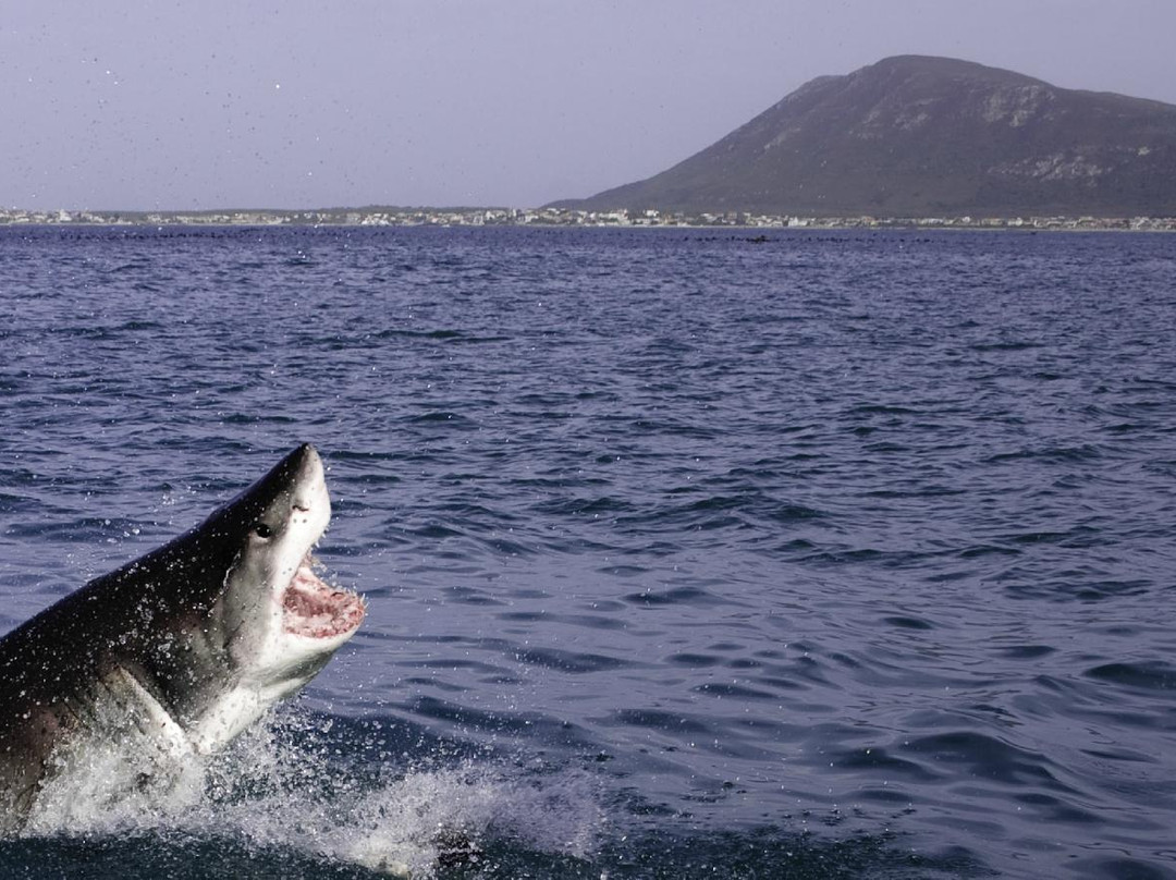 Shark Seekers-干斯拜必去景点