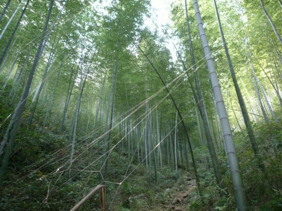 南山竹海景点图片