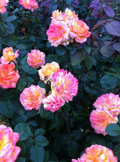 国际玫瑰试验园-波特兰必去景点