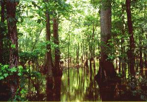 Cache River State Natural Area-Belknap必去景点