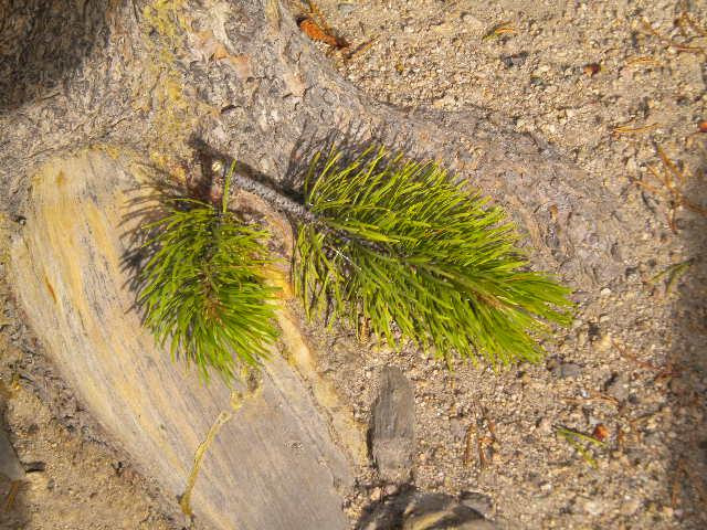 Wild Bill Lake-雷德洛治必去景点