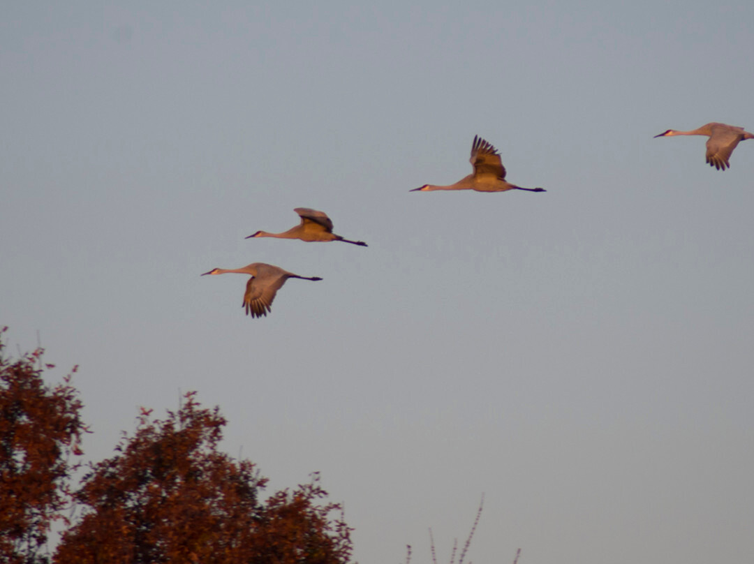 Crex Meadows Wildlife Area-Grantsburg必去景点