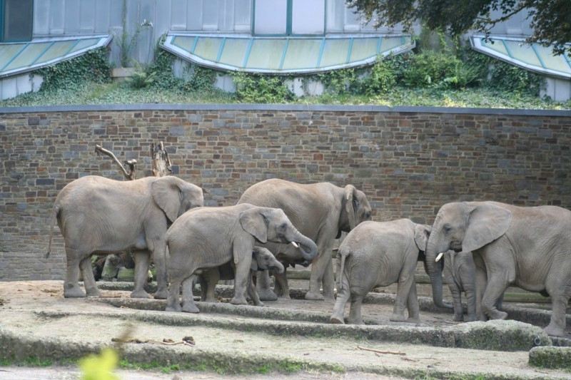 Zoo Wuppertal景点图片