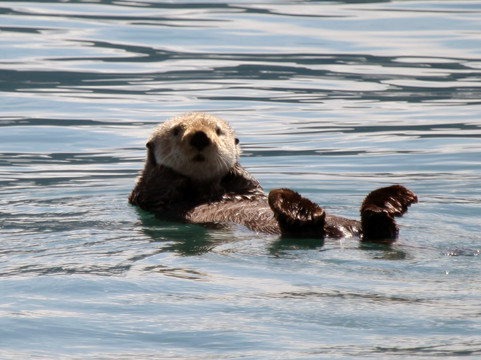 Stan Stephens Glacier & Wildlife Cruises-瓦尔迪兹必去景点