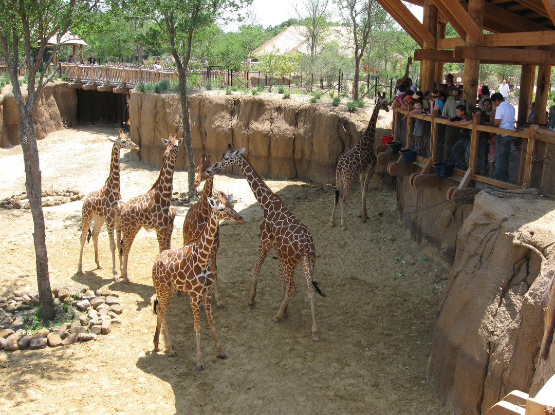 达拉斯动物园-达拉斯必去景点