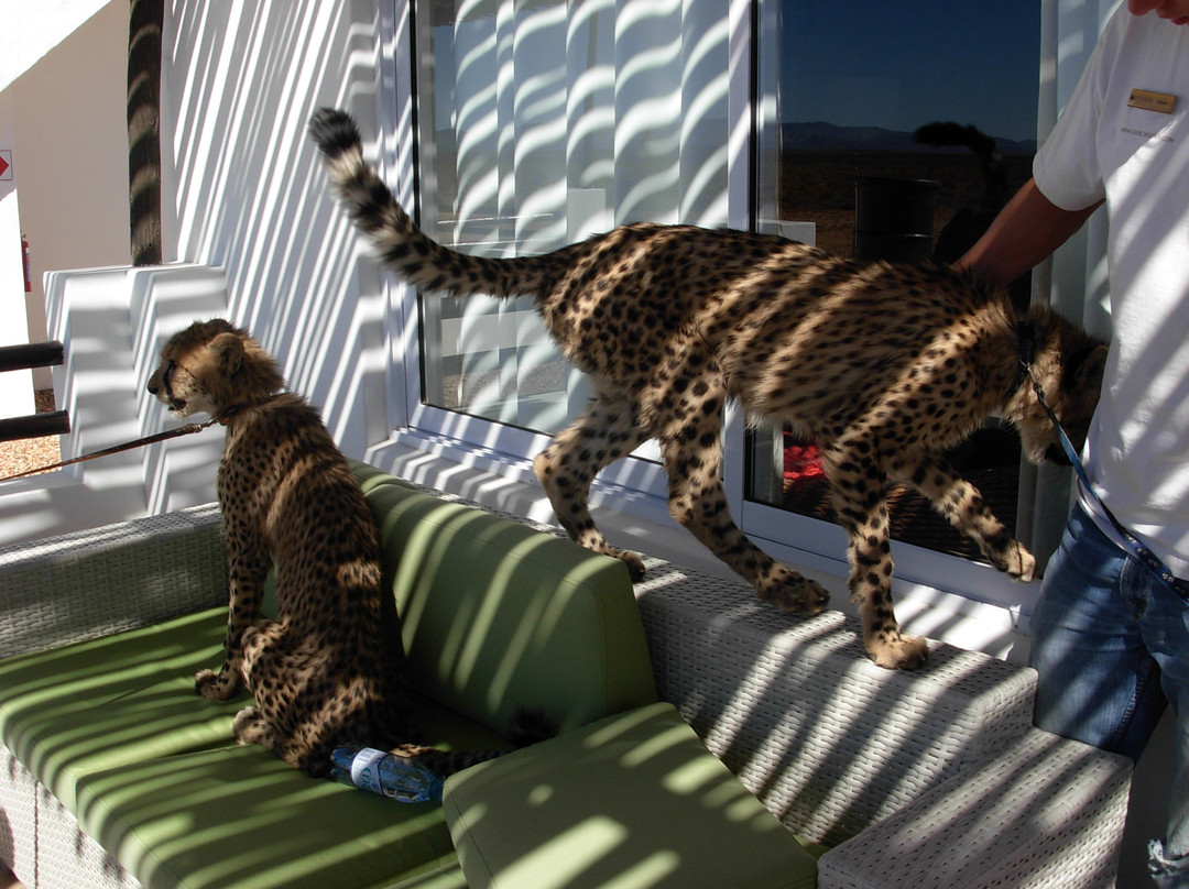 Inverdoorn Private Game Reserve-开普敦中心区必去景点