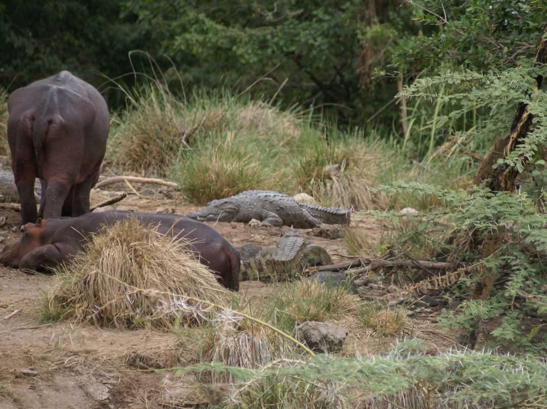 Wildlife Kenya Safaris - Day Trips-蒙巴萨必去景点