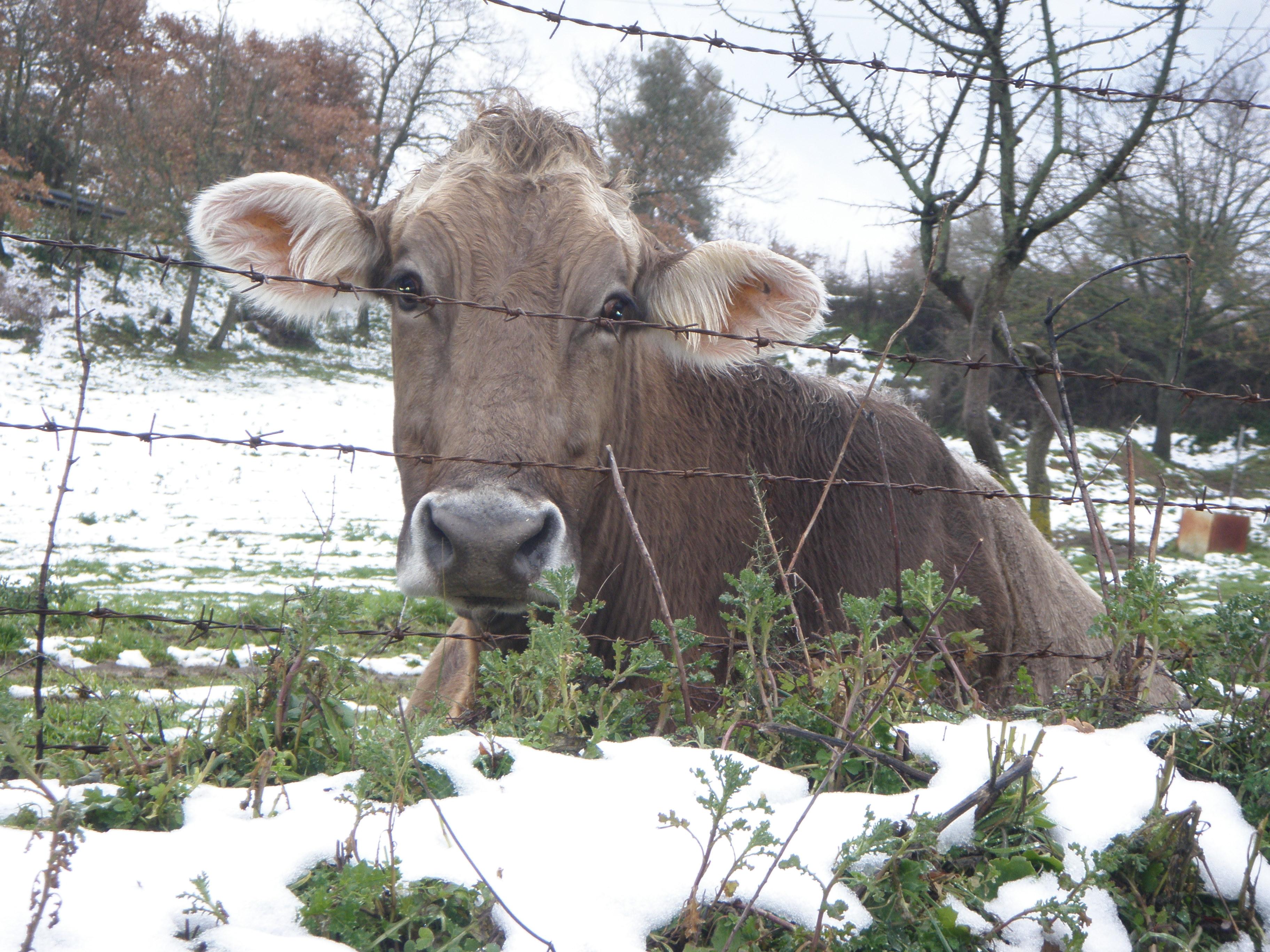 Agriturismo Buzzarzu-客卧