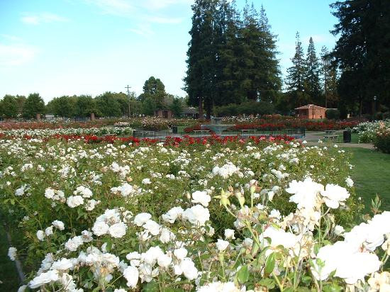 圣何塞市立玫瑰园-圣何塞必去景点