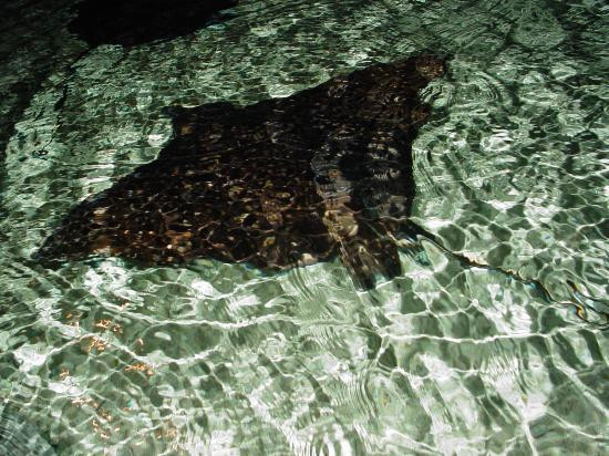 里普利水族管-美特尔海滩必去景点