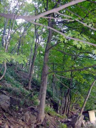 White Water Walk-尼亚加拉大瀑布必去景点