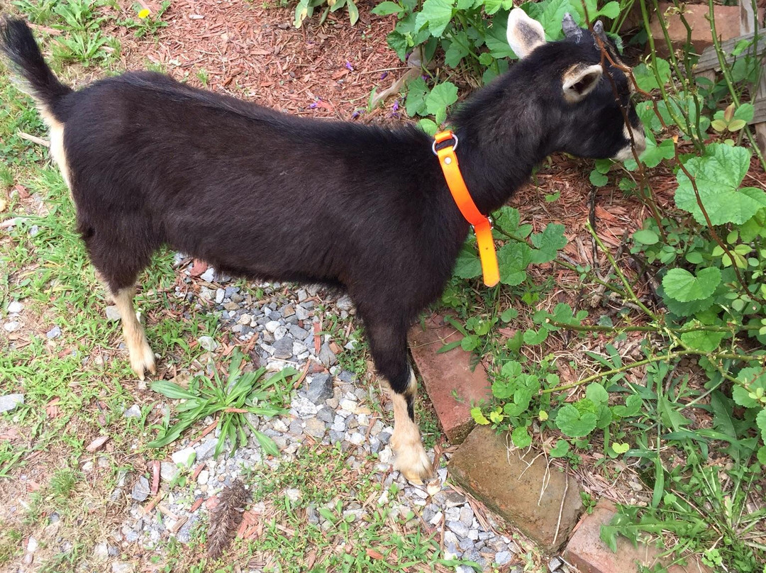 Happy Goat Trading Co-Blairsville必去景点