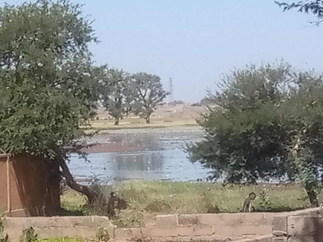 Zinder Wetlands In Zinder Niger Republic景点图片