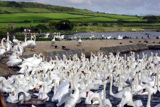 Abbotsbury Swannery景点图片