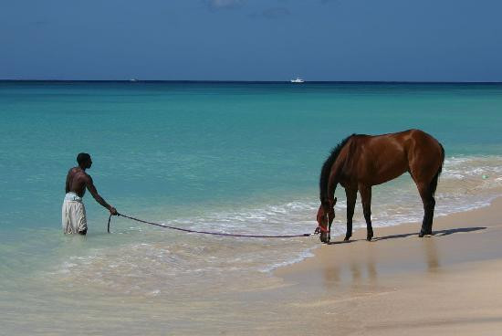 Paynes Bay Beach-Paynes Bay必去景点