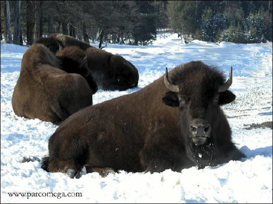 Parc Oméga-蒙泰贝洛必去景点
