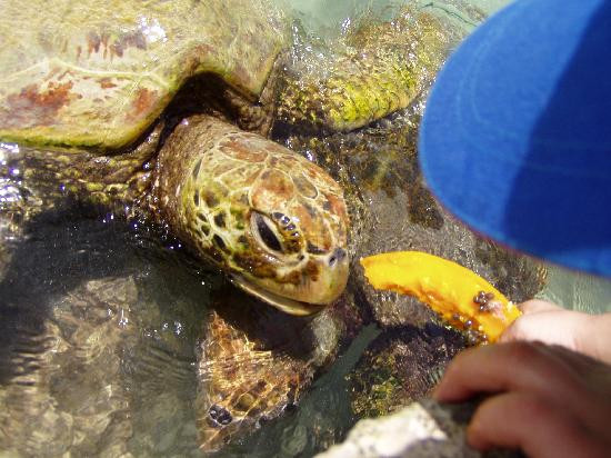 Bluewater Island Resort Aquarium-维拉港必去景点