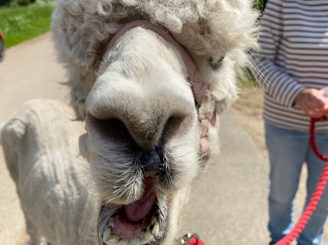 Alice's Alpacas景点图片