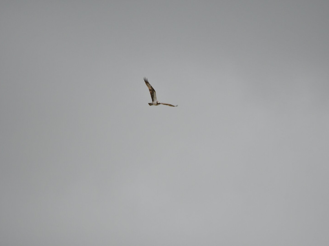 RSPB Leighton Moss Nature Reserve-Silverdale必去景点