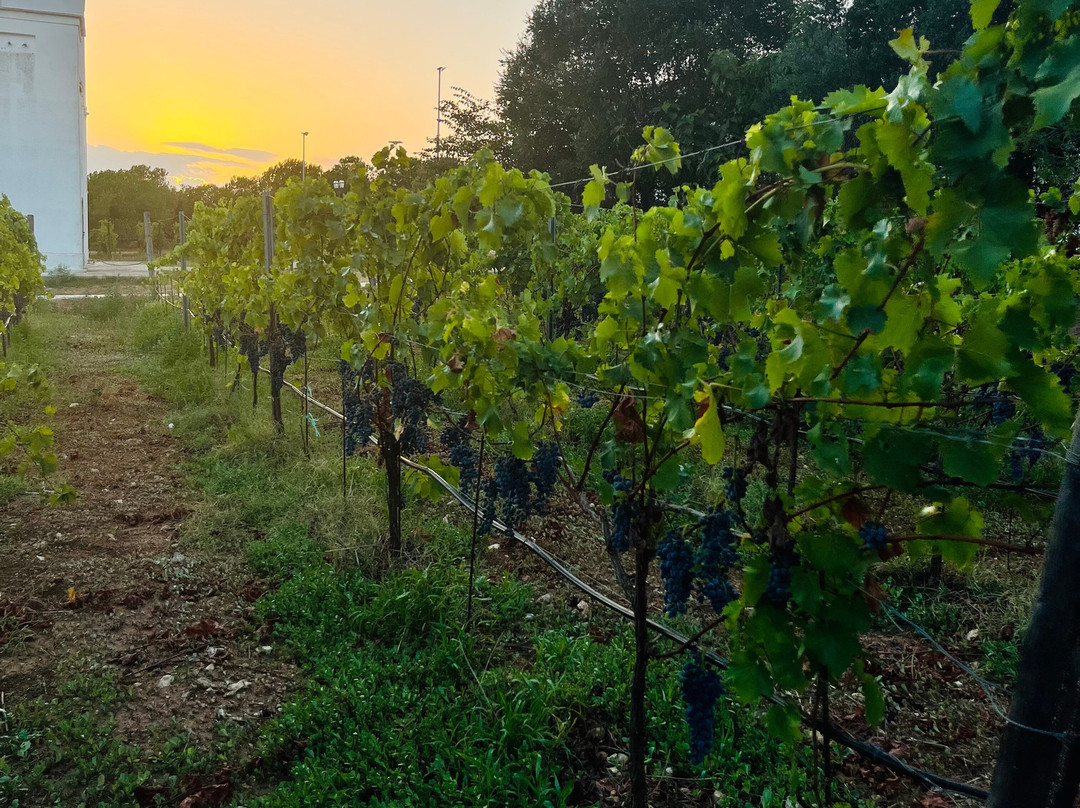 Jorche Winery-Torricella必去景点
