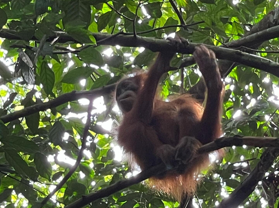Sumatra Heaven-武吉拉旺必去景点