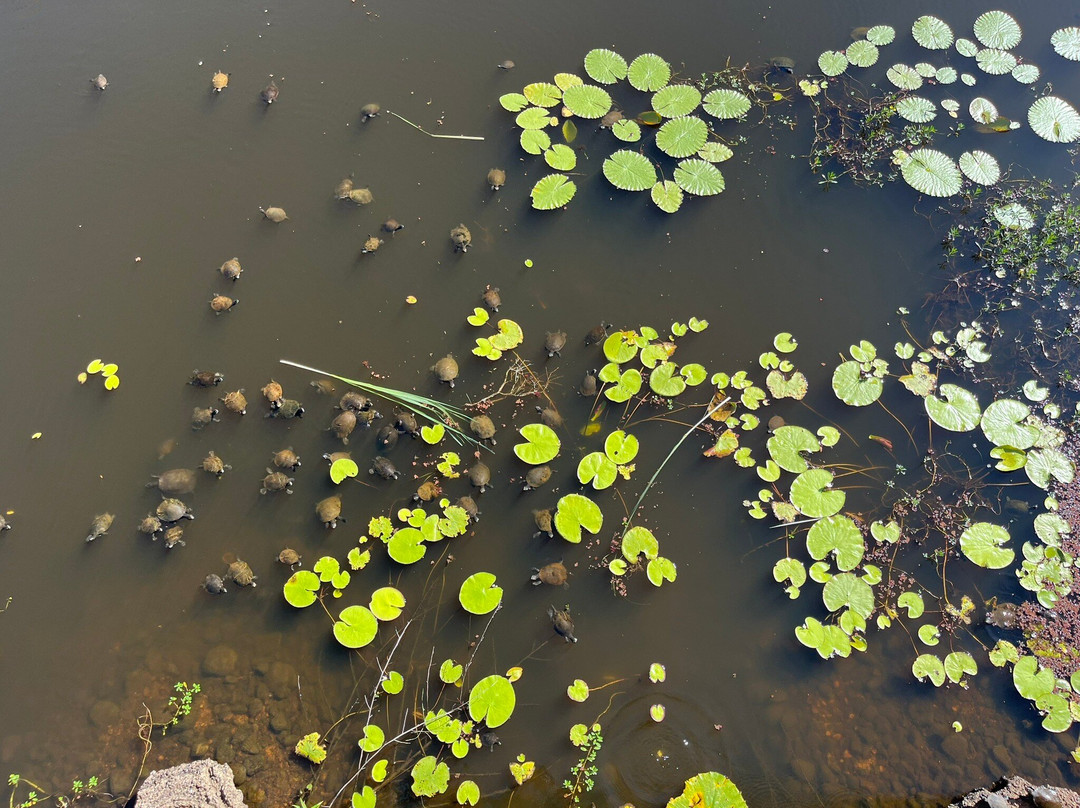 TYTO Wetlands-Ingham必去景点