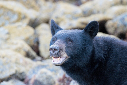 Black Bear Kayaking-托菲诺必去景点