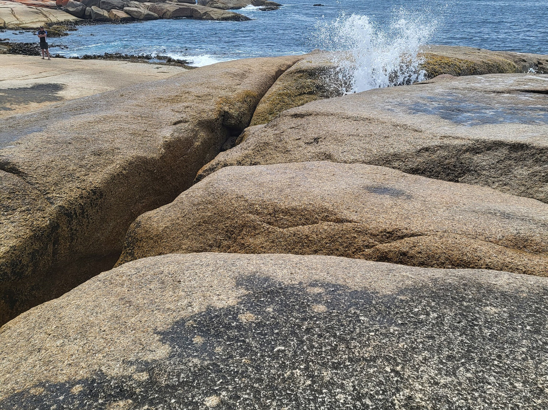 Waratah Adventure Tours景点图片