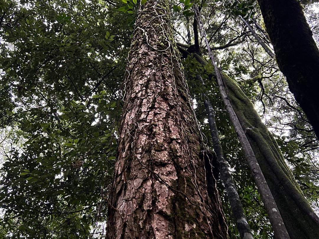 Mawphlang Sacred Forest景点图片
